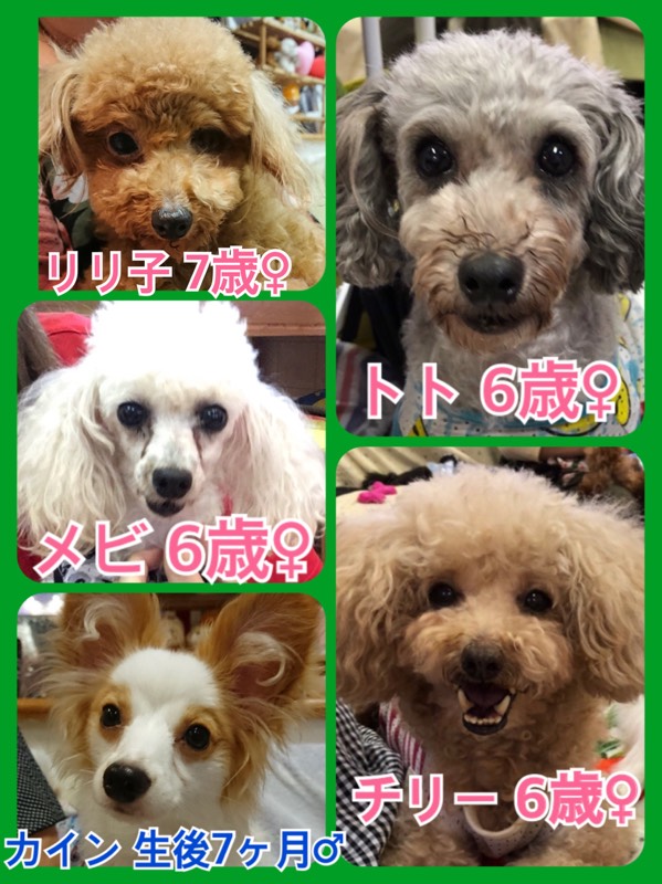 🐾今日の里親様募集中ワンコ🐶メンバーです🐾2018,8,12